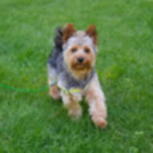 Meet your Posher, Wallie!